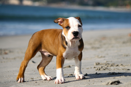 corgi pitbull mix