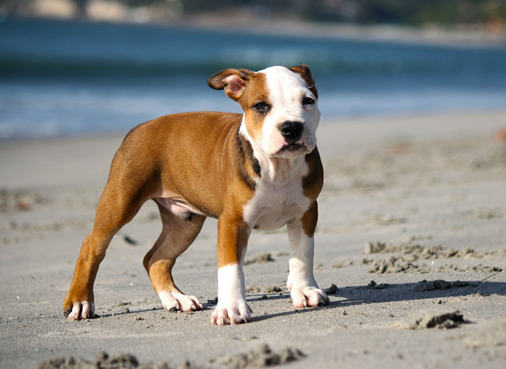 corgi pitbull mix